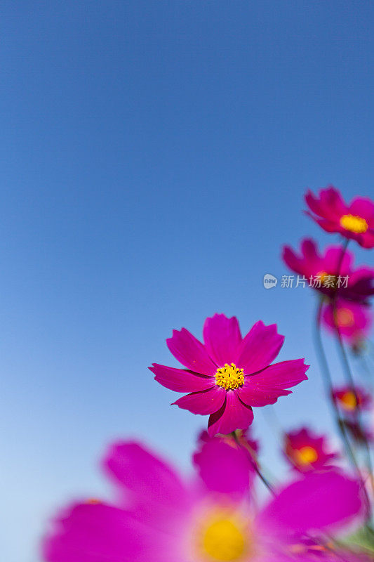 晴空下的宇宙花