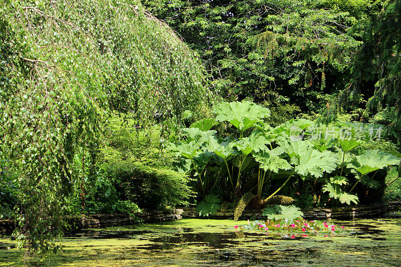 花园池塘的形象与睡莲，gunnera，浮萍，桦树