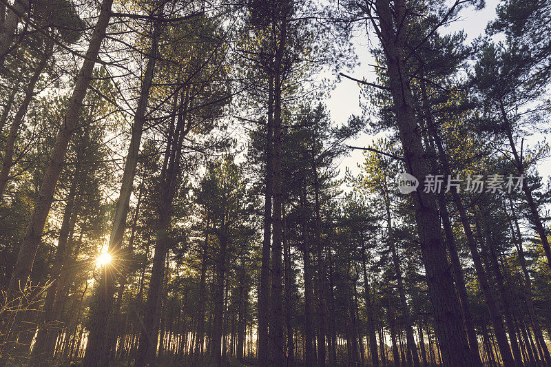 阳光透过树木在常绿森林-英国