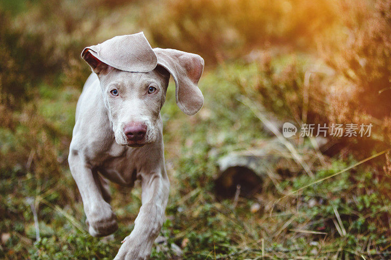 魏玛猎狗幼犬