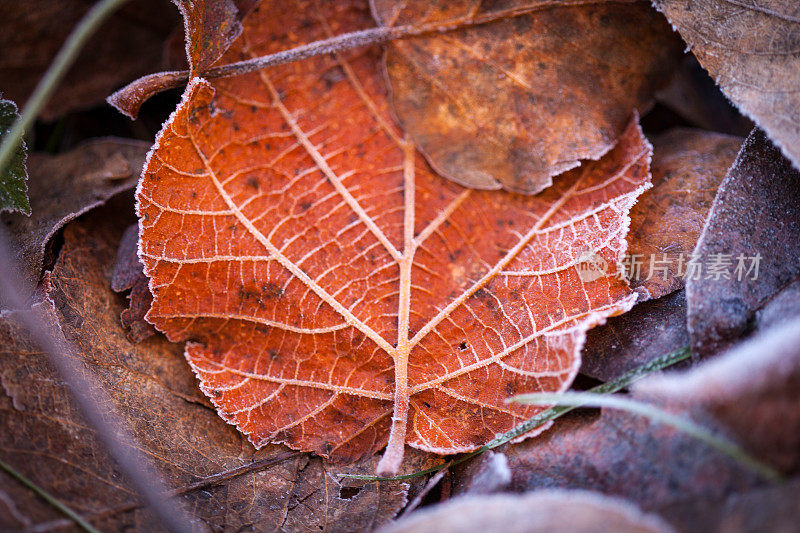 秋天五颜六色的叶子在日出时被霜覆盖。