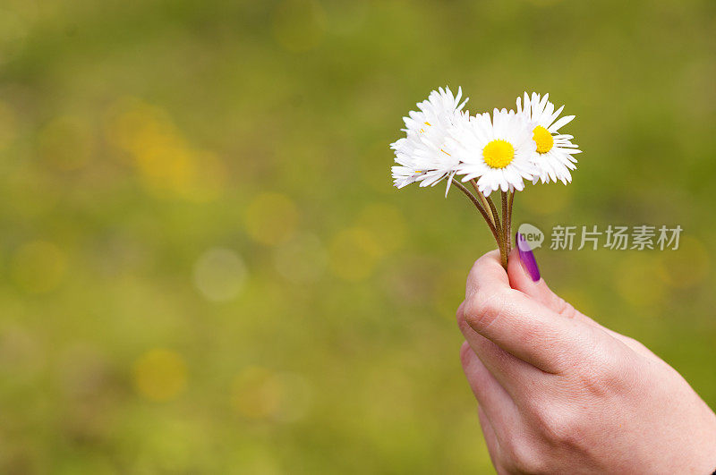 女性手捧雏菊在绿色的背景前