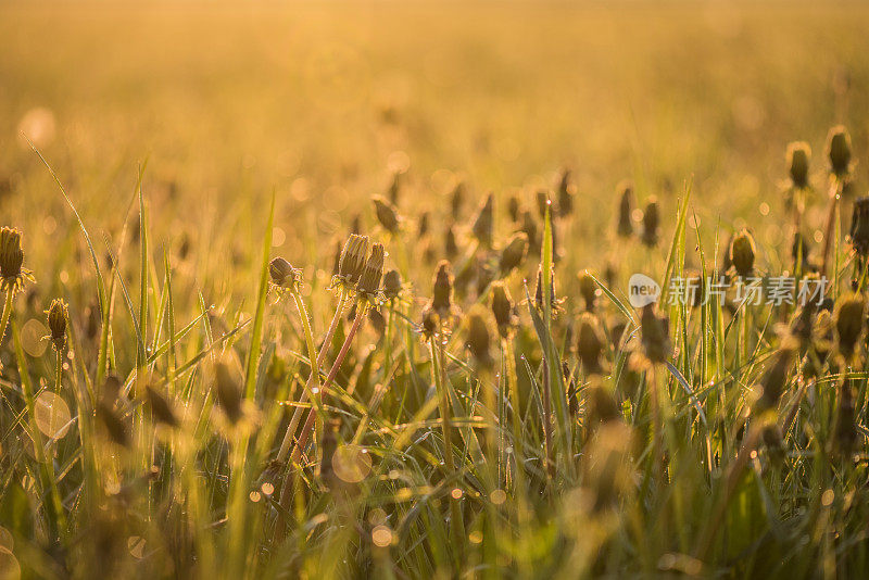 蒲公英在黎明时开花