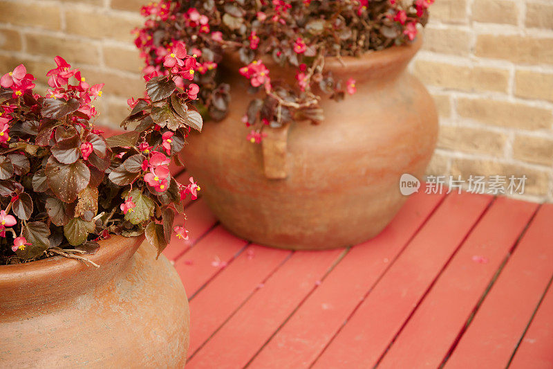 红秋海棠花在陶罐。户外门廊。首页