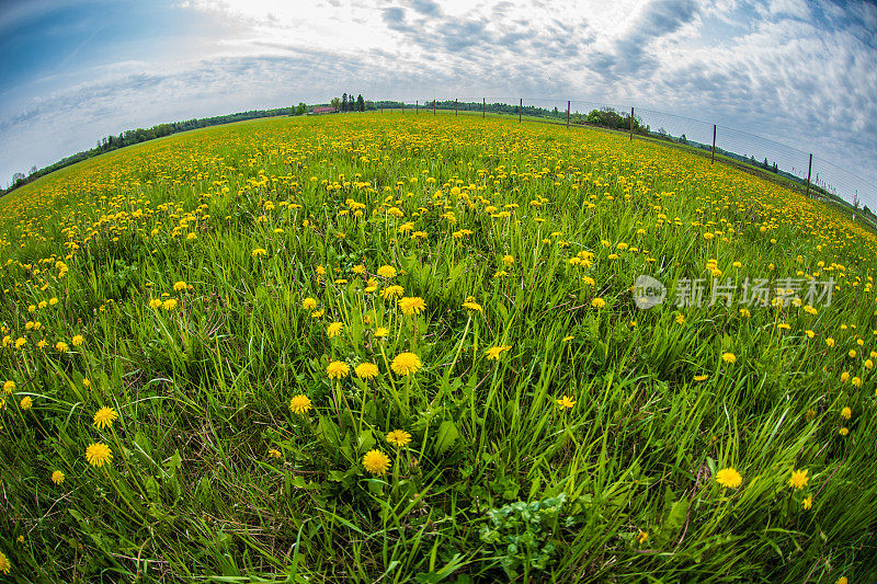 鱼眼蒲公英田景观