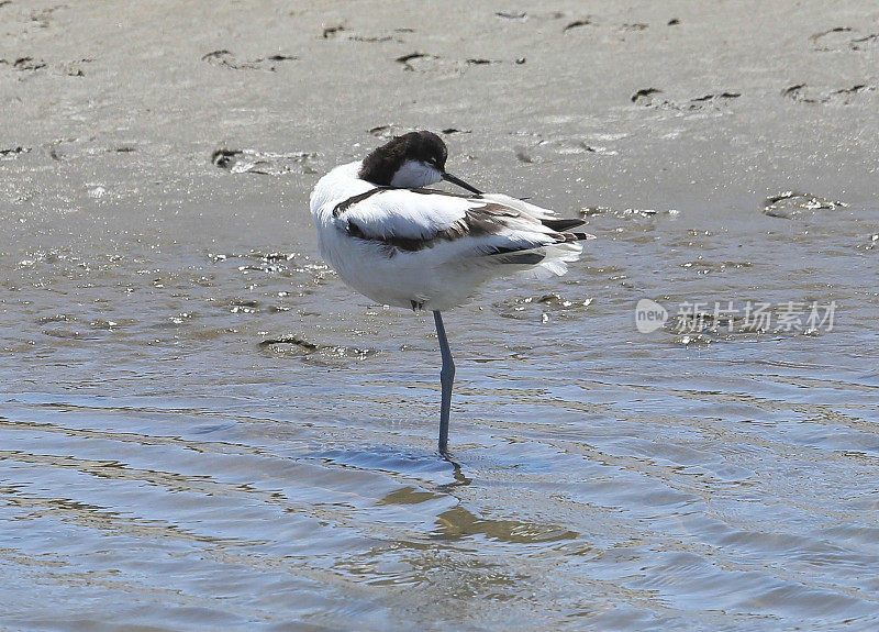 脚Avocet