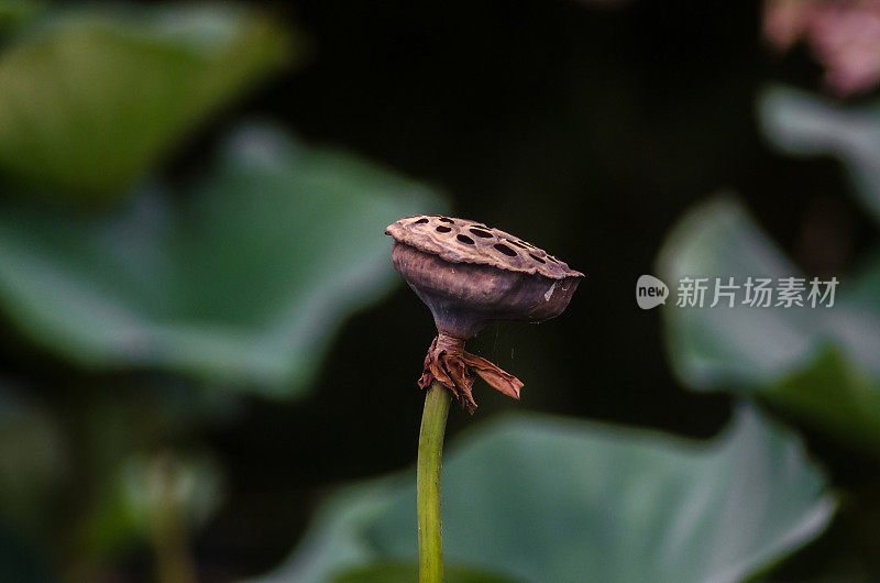 花芽在绿色茂盛的设置