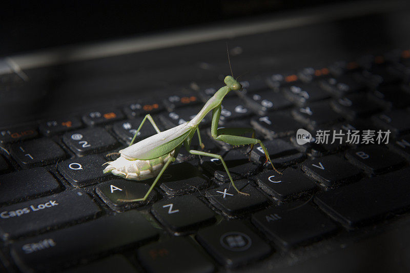 电脑上的螳螂