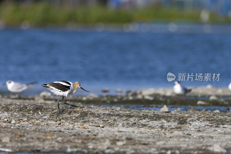 美国鳄梨在旧金山湾区