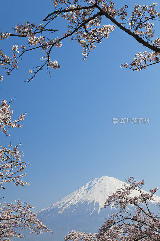 樱花盛开的富士山