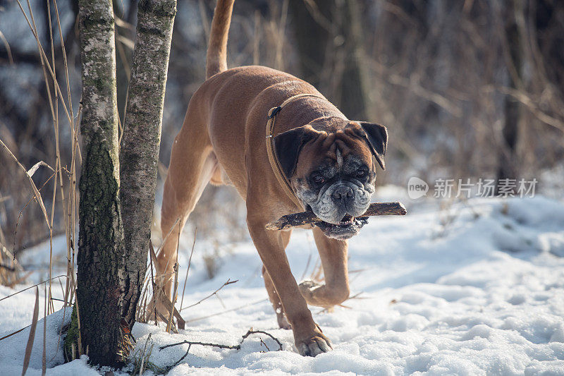 拳师犬在雪地里玩棍子。