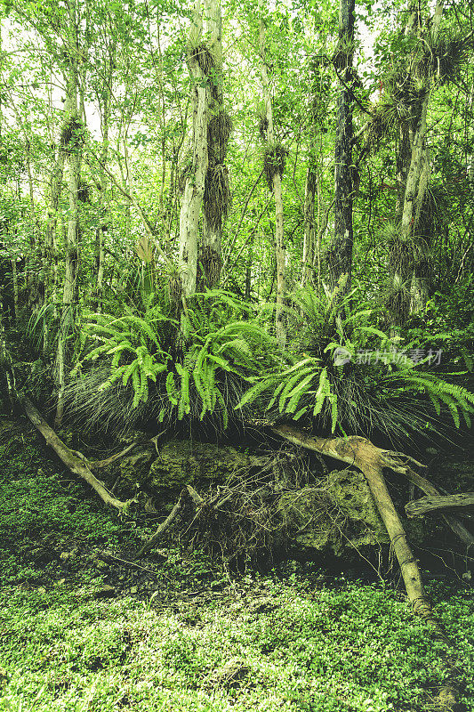 大沼泽地用蕨类植物淹没了绿色景观