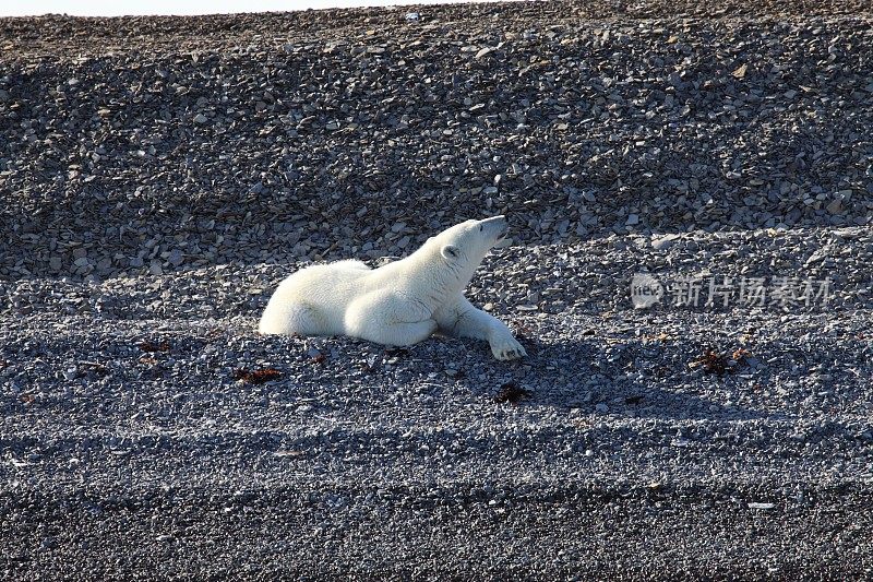 加拿大北极德文岛上的北极熊。
