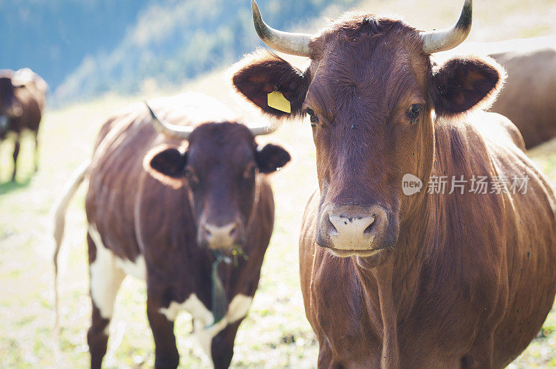 两头奶牛在草地上