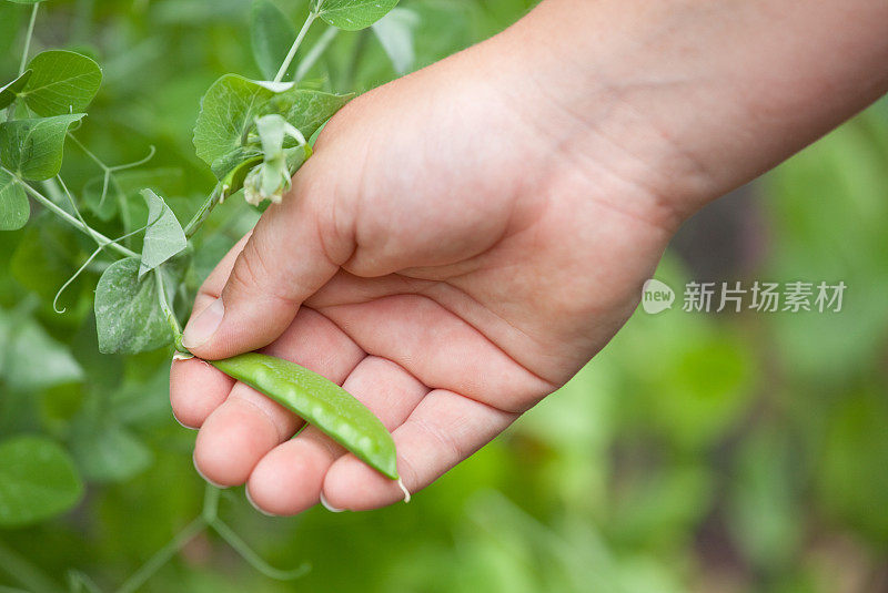 摘豌豆