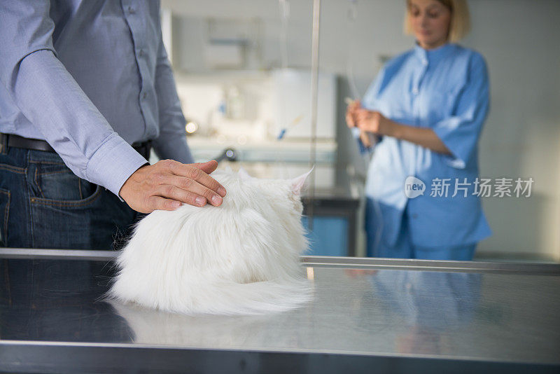 缅因猫在兽医诊所