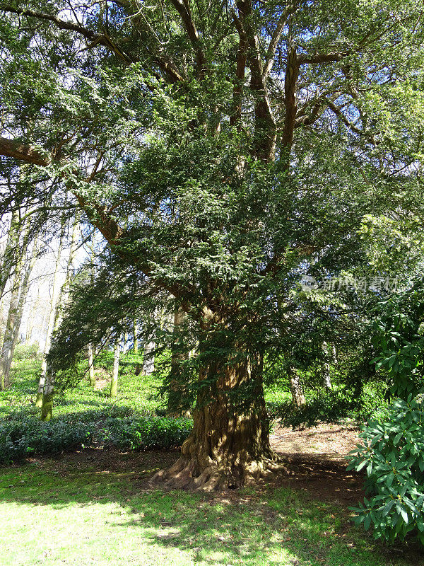 大型常绿欧洲红豆杉针叶树图像，(红豆杉-巴卡塔)标本