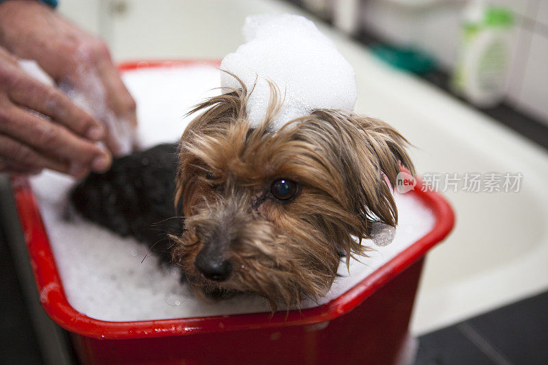 约克郡犬在泡沫浴