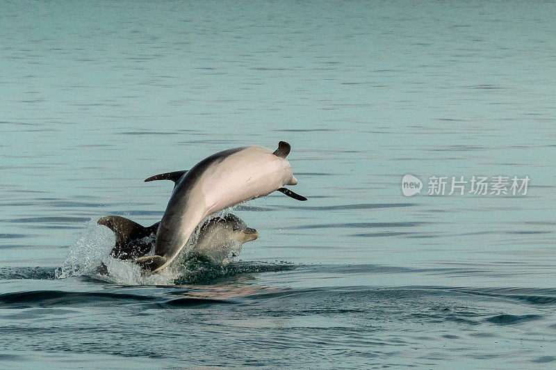 一只海豚跳过另一只