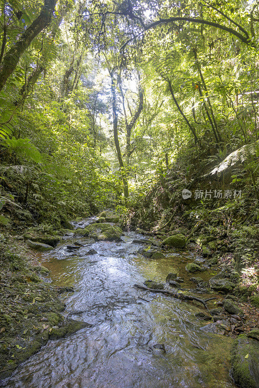 大西洋热带雨林的河岸植被