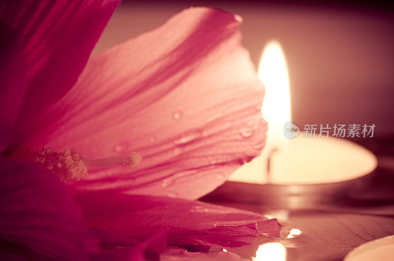 木槿花的雌蕊和蜡烛的微距镜头