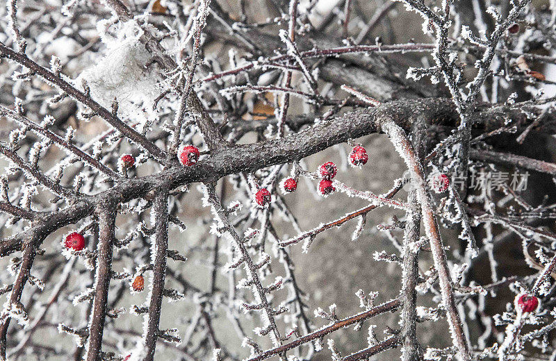 冬天的树枝上覆盖着白霜