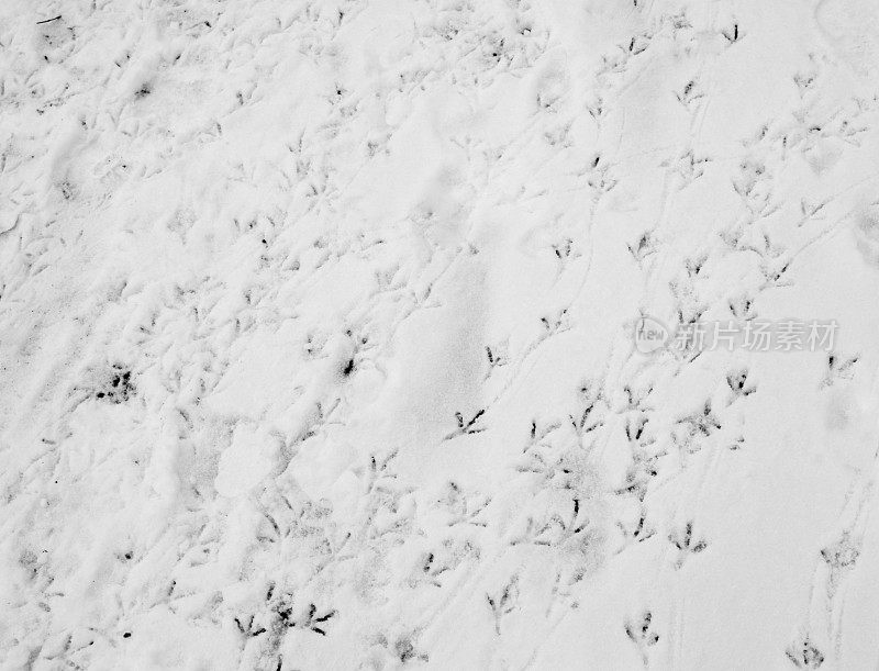 雪中的鸟脚印
