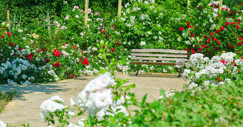 夏日长椅上点缀着白玫瑰和红玫瑰，很浪漫