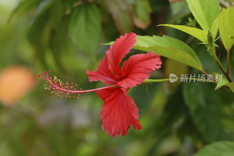 红色的芙蓉花