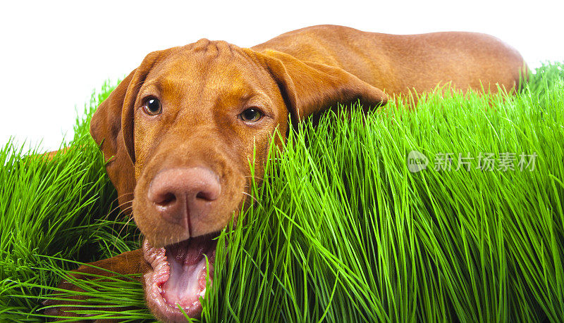 绿草地上的小狗