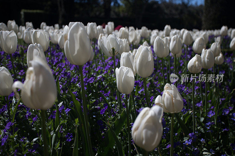 白色郁金香在花园里盛开