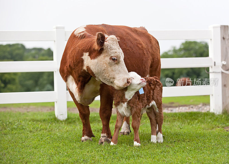 赫里福德母牛用鼻子蹭她的小牛