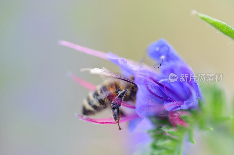 紫色花朵中的蜜蜂