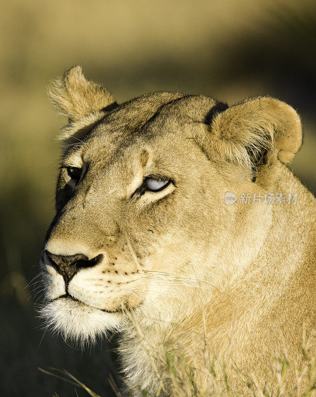 White-eyed狮