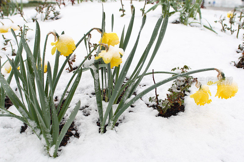 水仙花在雪