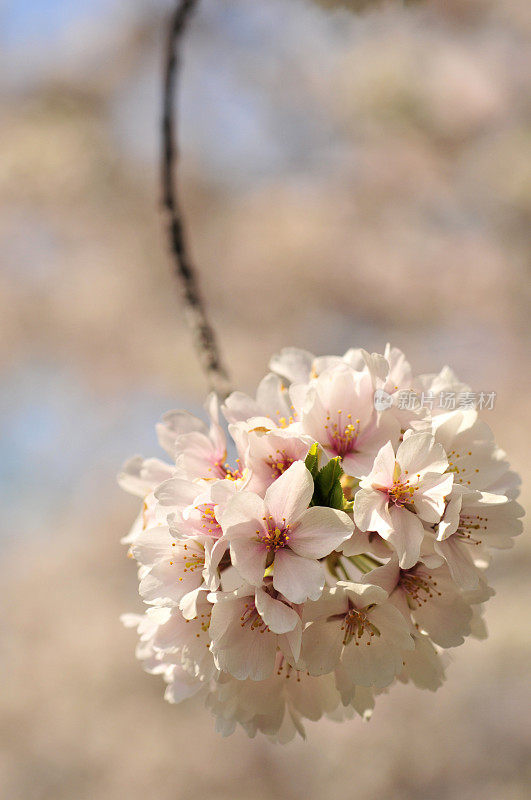 樱花球