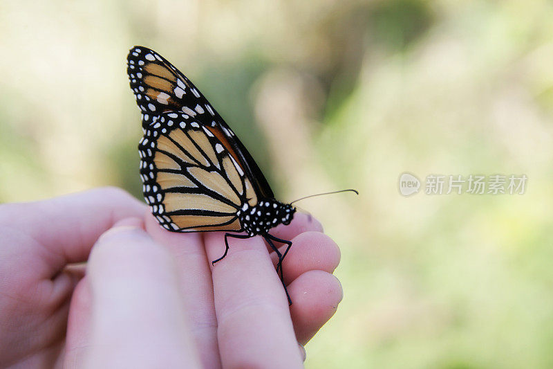 帝王蝶栖息在孩子的手上