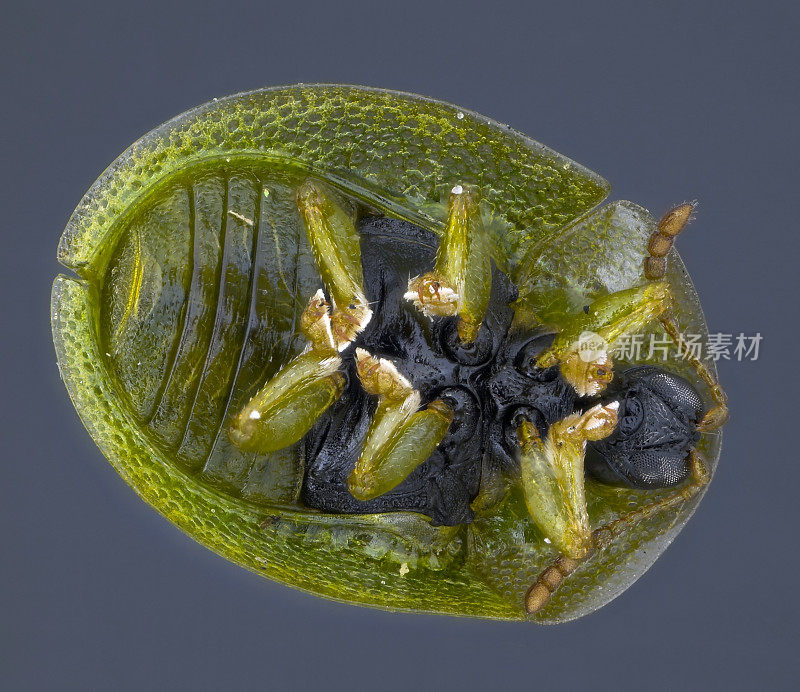 绿色玳瑁甲虫(绿金龟子)的下面