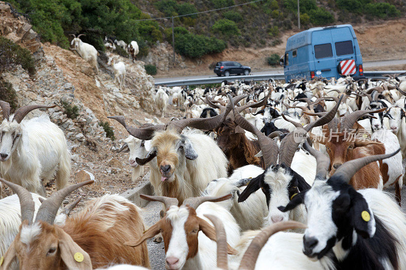 撒丁岛路上的一群山羊
