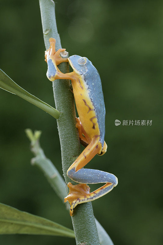 精彩的叶蛙攀登雨林