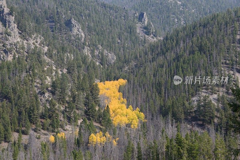 峡谷里的秋天山杨