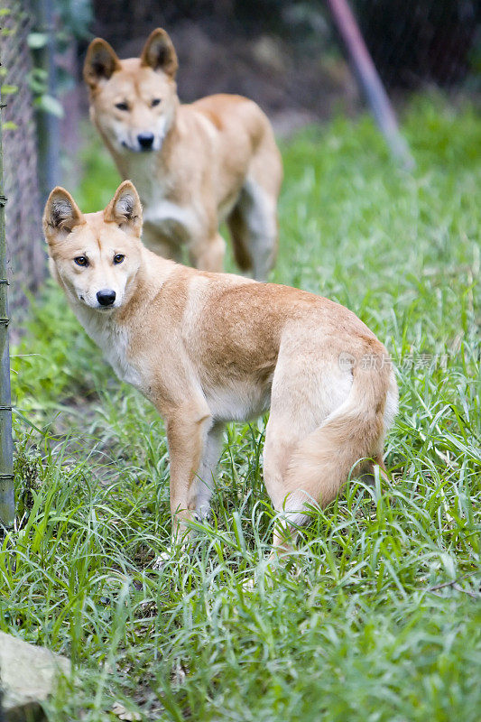 澳洲野狗