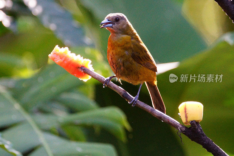 Passerini的tanager