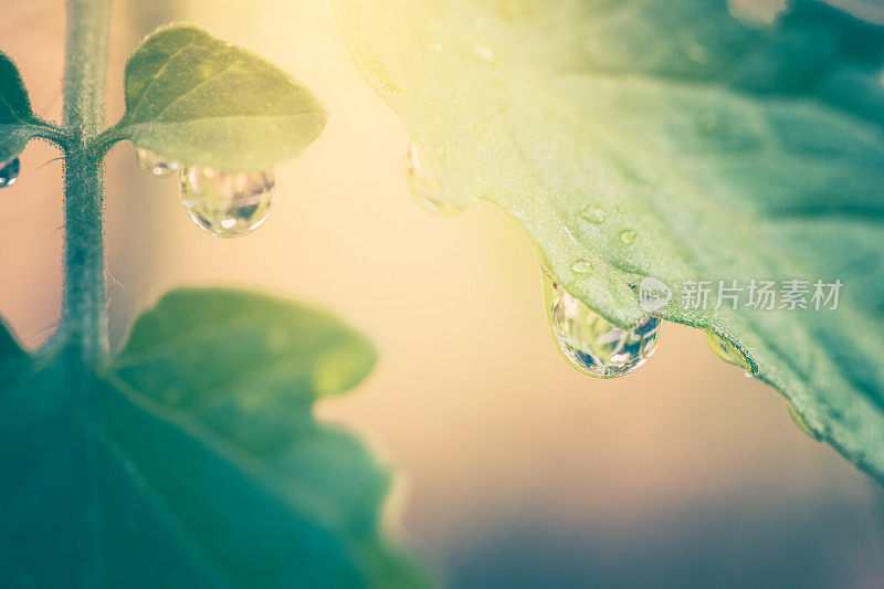 绿色植物叶子上的雨滴或露水