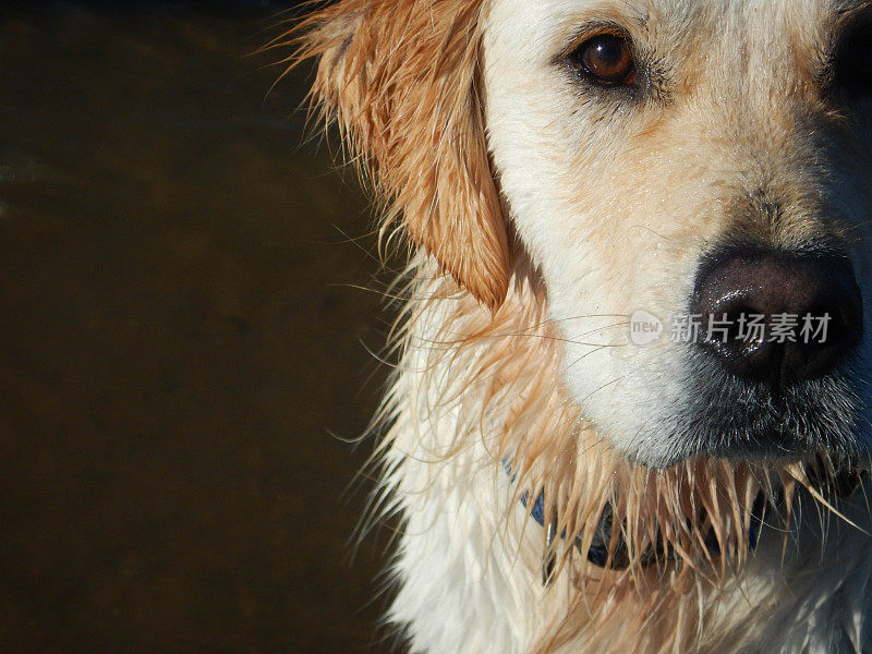 金毛寻回犬的肖像