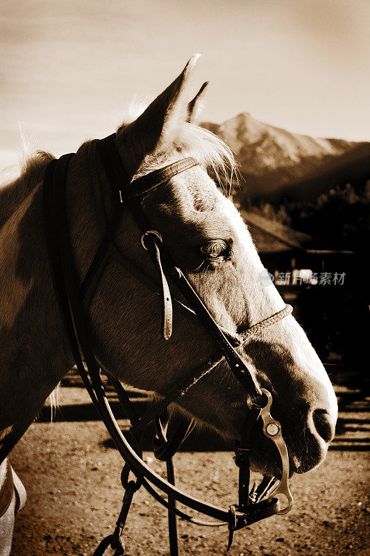 深褐色的色调轮廓的马在山区牧场