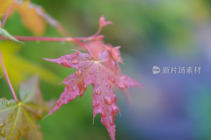 带雨滴的叶子