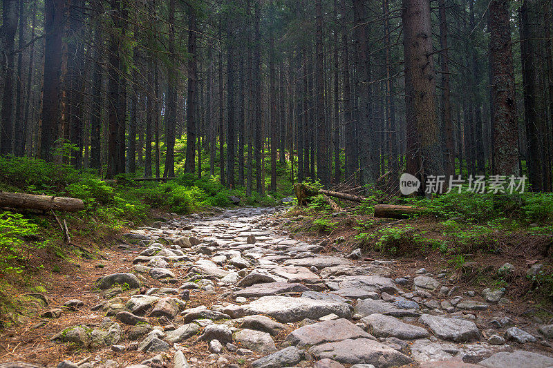 迷雾森林的路径