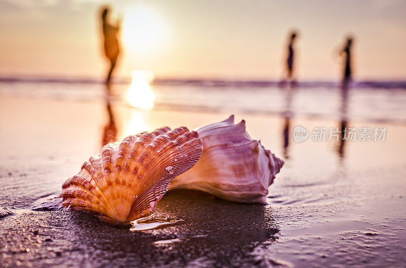 贝壳，海滩，还有度假的人们，还有迷人的阳光