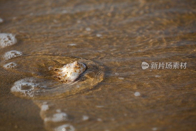 海浪冲刷着海螺